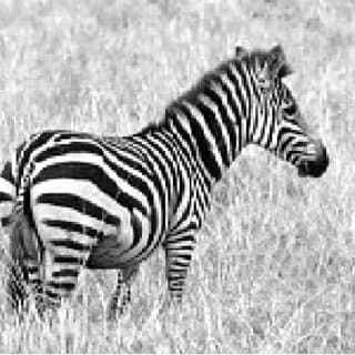 Photo of zebra